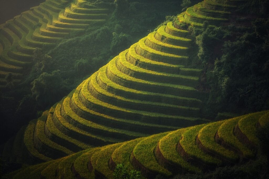 rice terraces, mountains, plantation