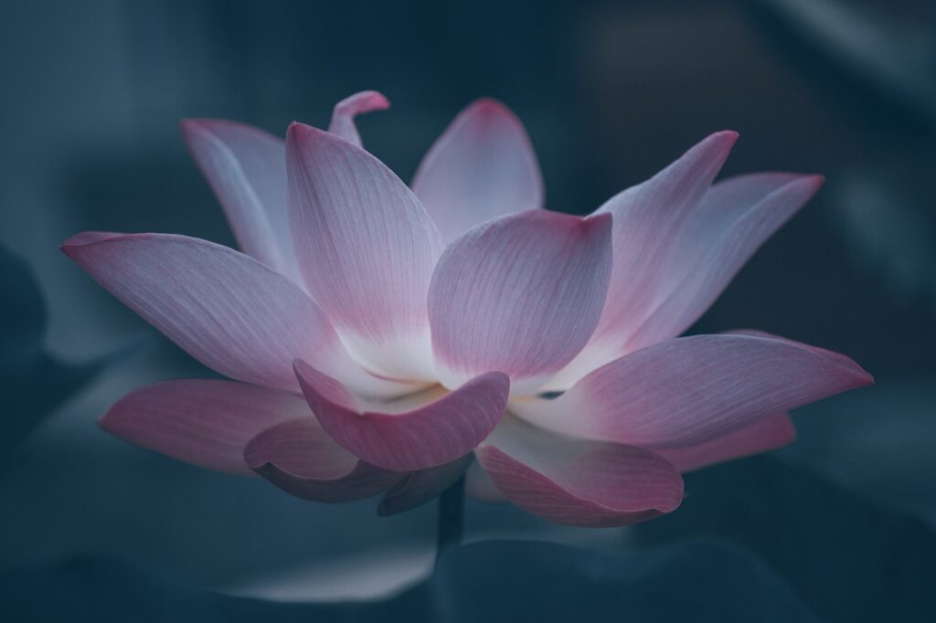 lotus, flower, lotus flower