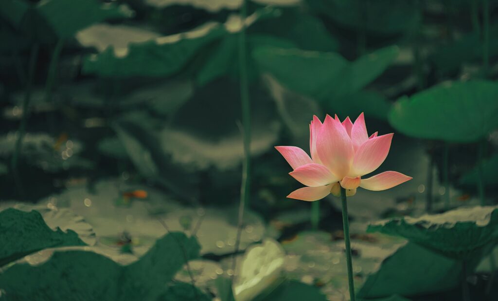 Selective Focus Photography of Pink Flower